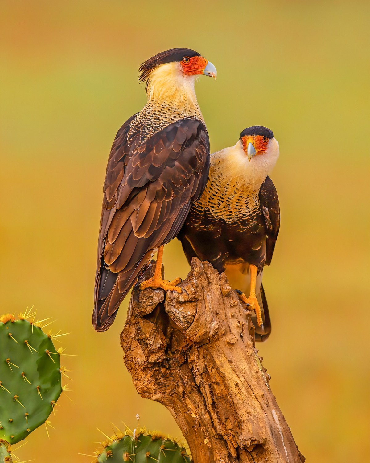 Other Birds of Prey Texas Photo Man
